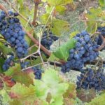 Private Half Day Tour: Visit Siena & Chianti Classic tour with Wine Experience - Who Is This Tour Best For?