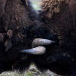 Private Highlight's Tour of Yellowstone National Park - FAQ