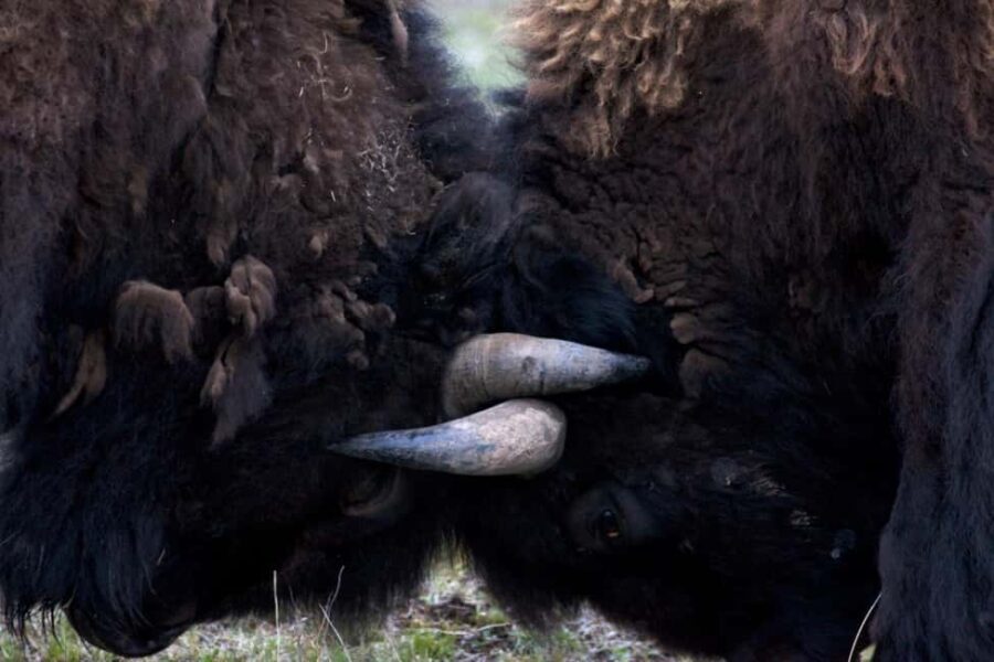 Private Highlight's Tour of Yellowstone National Park - FAQ