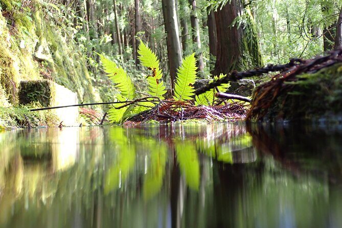 Private hike along the Levada - Who Should Consider This Tour?