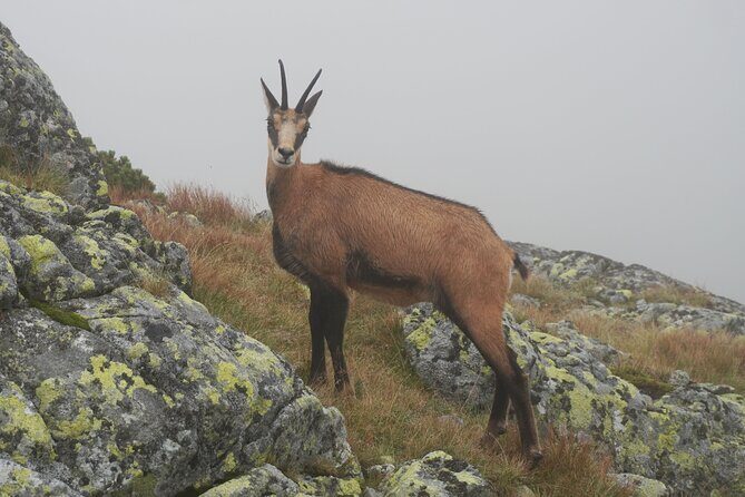 Private Hiking Tour Visit to Slovakia with Licensed Guide - FAQ