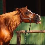 Private Horse Riding on the Beach in Riga - Practical Tips for Your Ride
