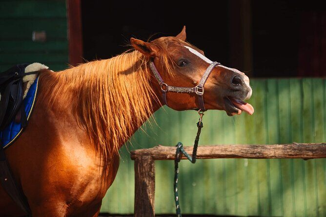 Private Horse Riding on the Beach in Riga - Practical Tips for Your Ride