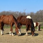 Private Horseback Riding and Family Time in Konavle Region - The Cultural Touch: Homemade Snacks & Local Drinks