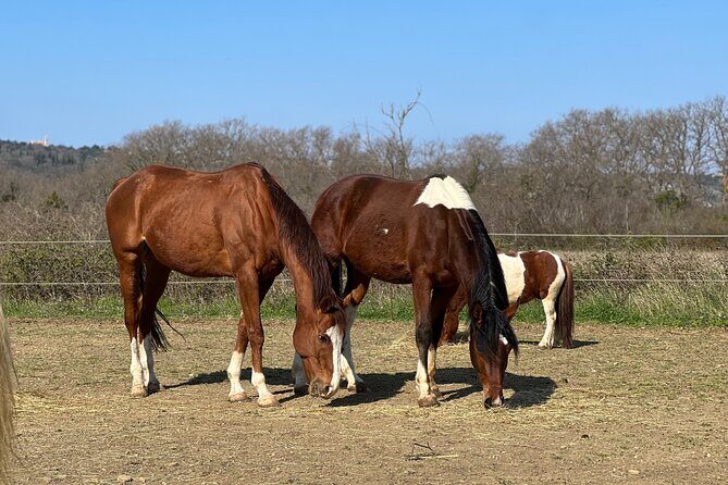 Private Horseback Riding and Family Time in Konavle Region - The Cultural Touch: Homemade Snacks & Local Drinks