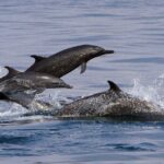 Private Huatulco Ocean, Bays & Coral Reef Snorkeling Adventures - Who Should Consider This Adventure?