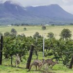 Private Hunter Valley Wine Tasting Tour from Sydney - Frequently Asked Questions
