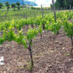Private Irpinia Gourmet Tour from RAVELLO with sommelier - Exploring the Itinerary: What You’ll Actually Do