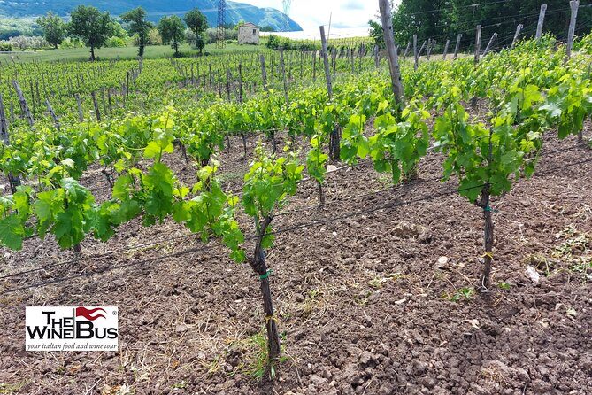 Private Irpinia Gourmet Tour from RAVELLO with sommelier - Exploring the Itinerary: What You’ll Actually Do
