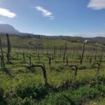 Private Irpinia Wine Tour from POSITANO, AMALFI or RAVELLO - Who Will Love This Tour?