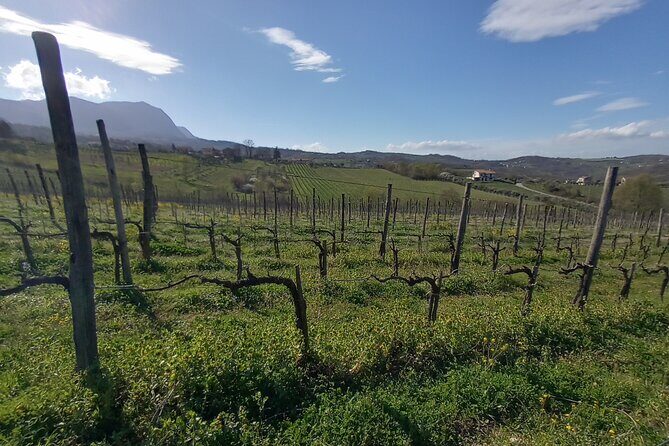 Private Irpinia Wine Tour from POSITANO, AMALFI or RAVELLO - Who Will Love This Tour?