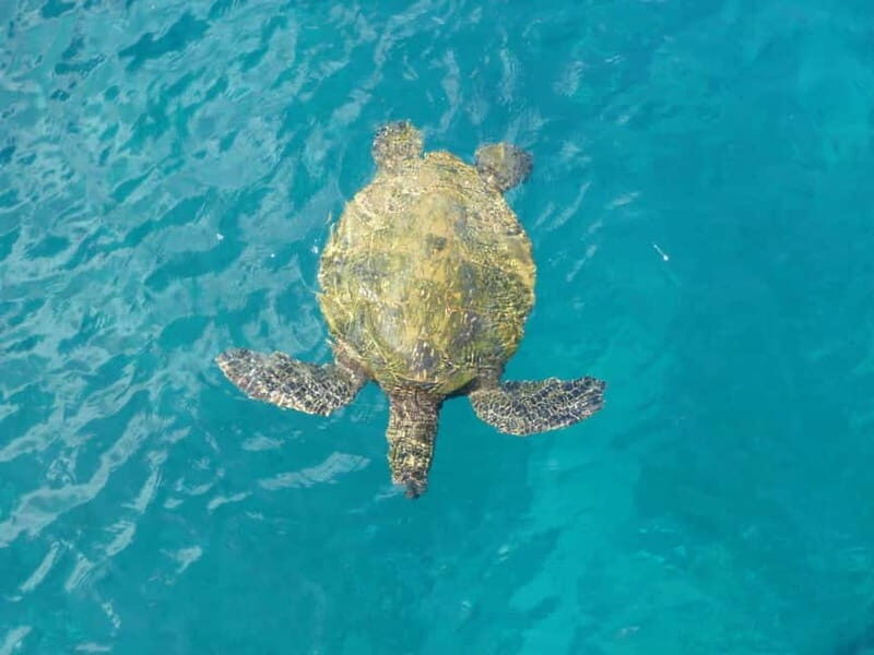 Private Jeep Safari Turtle Adventure & Adonis Waterfalls - What to Expect from the Cyprus Jeep Safari