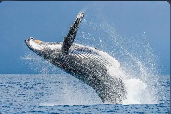Private Kaikoura Whale Watching Day Trip From Christchurch - Who Is This Tour Best For?