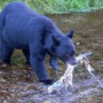 Private Ketchikan Wildlife and Sightseeing Tour - What to Expect and Practical Tips