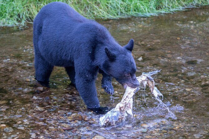 Private Ketchikan Wildlife and Sightseeing Tour - What to Expect and Practical Tips