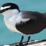 Private Key West National Wildlife Refuge Eco Trip - Exploring the Details of the Key West Wildlife Refuge Eco Trip