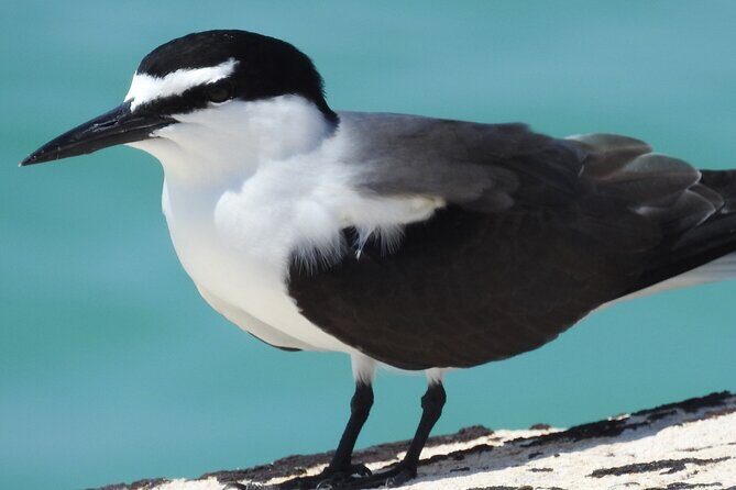 Private Key West National Wildlife Refuge Eco Trip - Exploring the Details of the Key West Wildlife Refuge Eco Trip