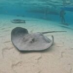 Private Lagoon Exploration and Snorkeling in Moorea - Discovering Moorea’s Lagoon: A Genuine Marine Encounter