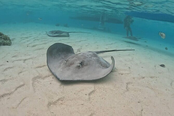 Private Lagoon Exploration and Snorkeling in Moorea - Discovering Moorea’s Lagoon: A Genuine Marine Encounter