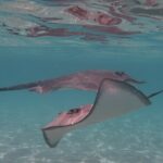 Private lagoon tour (rays, sharks, turtles) by boat in Moorea - Final Thoughts