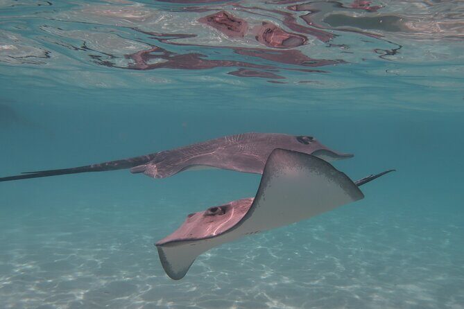 Private lagoon tour (rays, sharks, turtles) by boat in Moorea - Final Thoughts