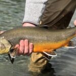 Private Lake and River Fishing Tour from Reykjavik - Key Points
