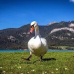 Private Lake District, St. Wolfgang and St. Gilgen Tour - Practical Details and Value