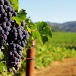 Private Lisbon Arrábida Wine Tour: Culture, Scenery & Wines - A Deep Dive into the Arrábida Wine Tour Experience