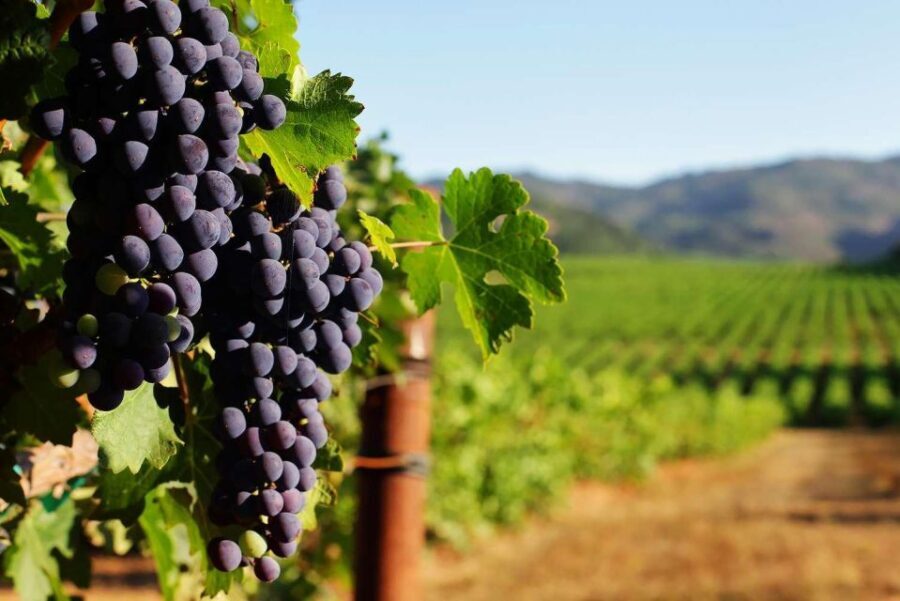 Private Lisbon Arrábida Wine Tour: Culture, Scenery & Wines - A Deep Dive into the Arrábida Wine Tour Experience