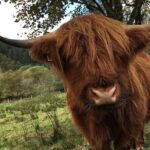 Private Loch Ness & Glencoe Day Trip from Edinburgh - Why This Tour Stands Out