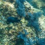 Private Los Cabos snorkeling tour to Chileno bay and Santa Maria cove - FAQ