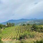 Private Lucca Wine Tour: 2 Wineries with Lunch - FAQ