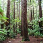 Private Luxury Auckland-Rotorua Geothermal Wonderlands - Who Should Consider This Tour?