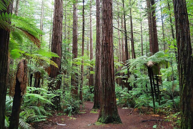 Private Luxury Auckland-Rotorua Geothermal Wonderlands - Who Should Consider This Tour?
