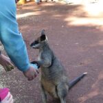 Private Luxury Blue Mountain Tour with Wildlife and River Cruise - Frequently Asked Questions