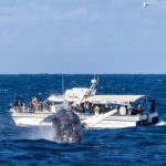 Private Luxury Intimate Whale Watching - Who Should Consider This Tour?
