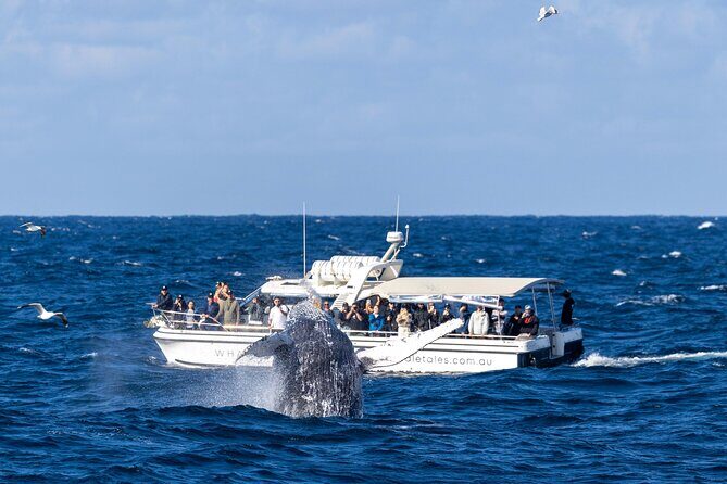 Private Luxury Intimate Whale Watching - Who Should Consider This Tour?