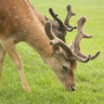 Private Luxury Tour of Dublin - Who Will Love This Tour?