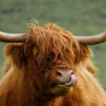 Private Luxury Tour of Loch Lomond, Oban, Glencoe & The Highlands - What Travelers Say About This Tour