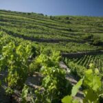 Private Luxury Wine & Food Tour in Douro - Exploring the Douro: What to Expect from the Tour