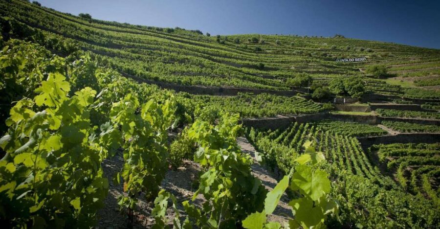 Private Luxury Wine & Food Tour in Douro - Exploring the Douro: What to Expect from the Tour