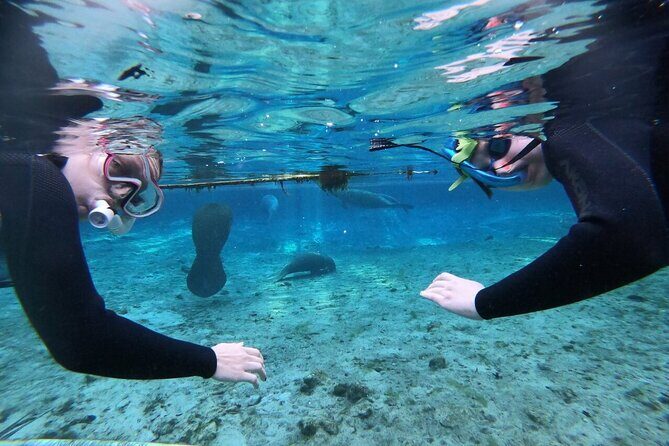 Private Manatee Snorkeling Tour - An In-Depth Look at the Manatee Snorkeling Tour in Crystal River