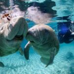 Private Manatee Swim Tour - Authentic Reviews: What Visitors Say