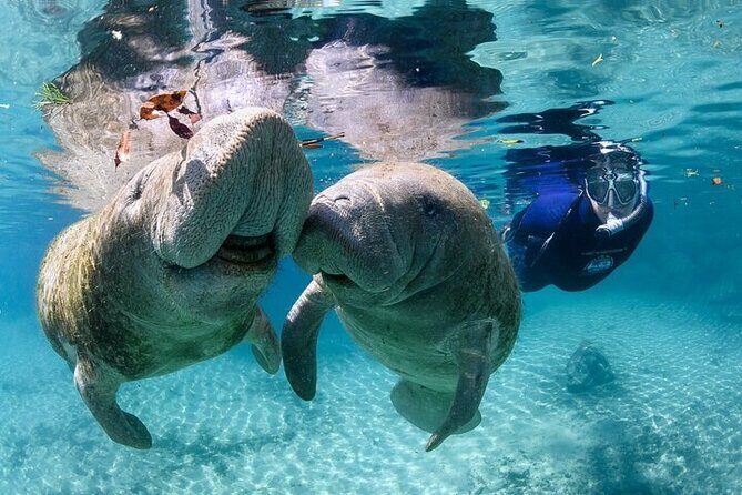 Private Manatee Swim Tour - Authentic Reviews: What Visitors Say