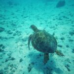 Private Marine Excursion and snorkeling in the lagoon of Moorea - FAQs