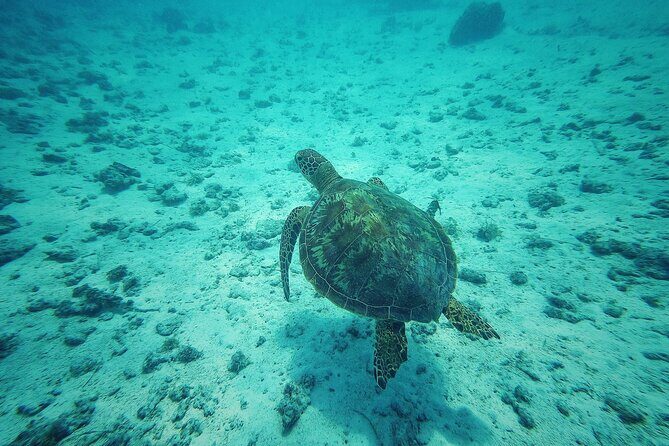 Private Marine Excursion and snorkeling in the lagoon of Moorea - FAQs