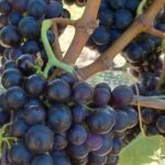Private Martinborough Wine Tour for Wine Enthusiasts - FAQ