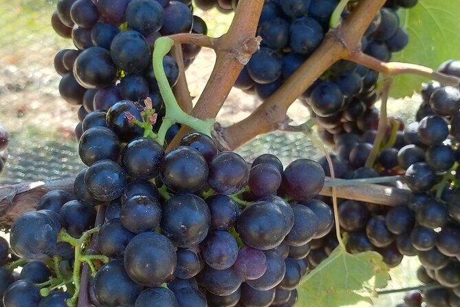 Private Martinborough Wine Tour for Wine Enthusiasts - FAQ
