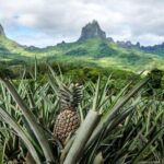 Private Morning Moorea 4WD Tour with Champagne - Frequently Asked Questions