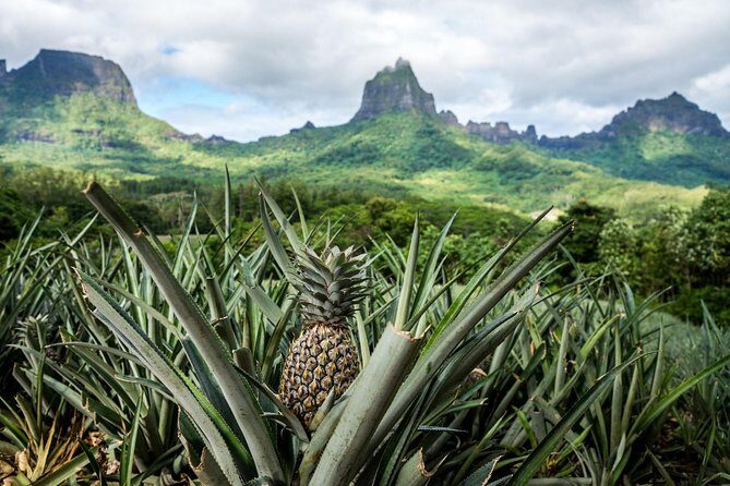 Private Morning Moorea 4WD Tour with Champagne - Frequently Asked Questions